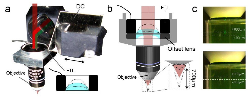 ETL/OL 組件在雙光子顯微鏡中的應用