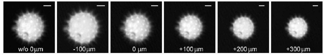 用顯微鏡電動 Z 平臺測量的花粉粒在不同軸向焦距位移下未經 ETL 重新聚焦（左圖）和經 ETL 重新聚焦后的圖像
